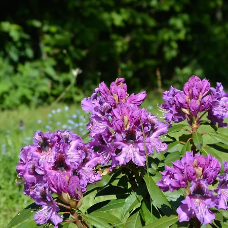 Panoramablick Apartamento Freudenstadt