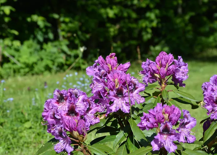 Panoramablick Apartamento Freudenstadt